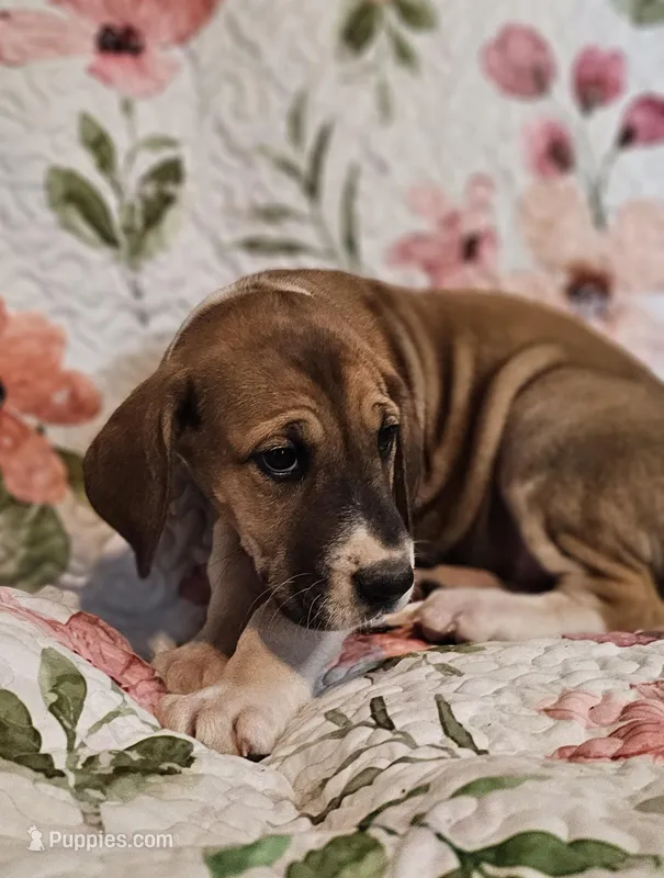 Clover - female  – Great Dane puppy for sale in Brainerd, MN