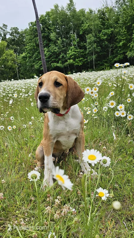 Arthur - male  – Great Dane puppy for sale in Brainerd, MN