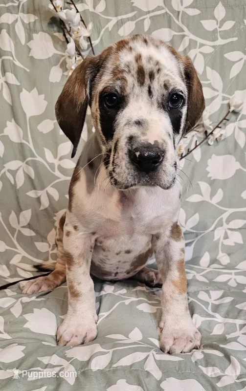 Birch - male – Great Dane puppy for sale in Brainerd, MN