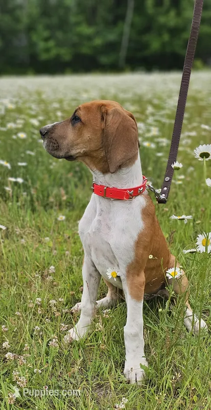 Goldie - female – Great Dane puppy for sale in Brainerd, MN