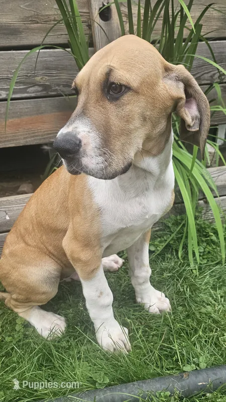 Arthur - male  – Great Dane puppy for sale in Brainerd, MN