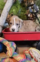 Willow - female, a female Great Dane for sale in Brainerd, MN – Photo 2 of 10