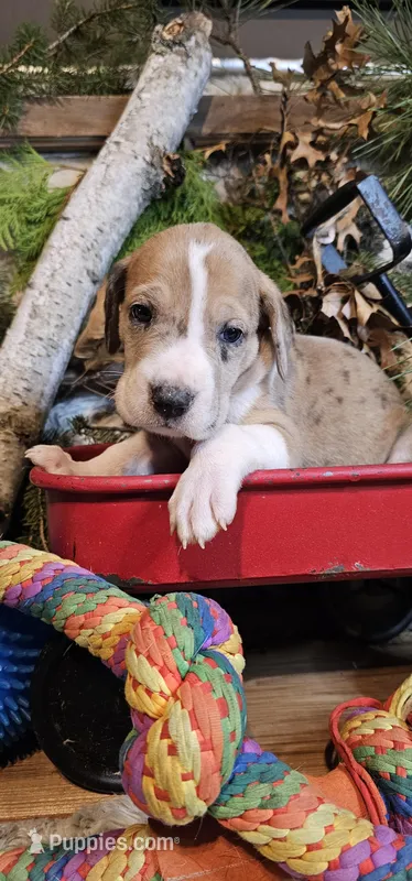 Willow - female – Great Dane puppy for sale in Brainerd, MN