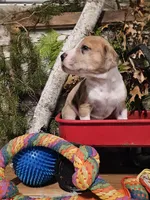 Willow - female, a female Great Dane for sale in Brainerd, MN – Photo 5 of 10