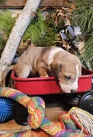 Willow - female, a female Great Dane for sale in Brainerd, MN – Photo 4 of 10