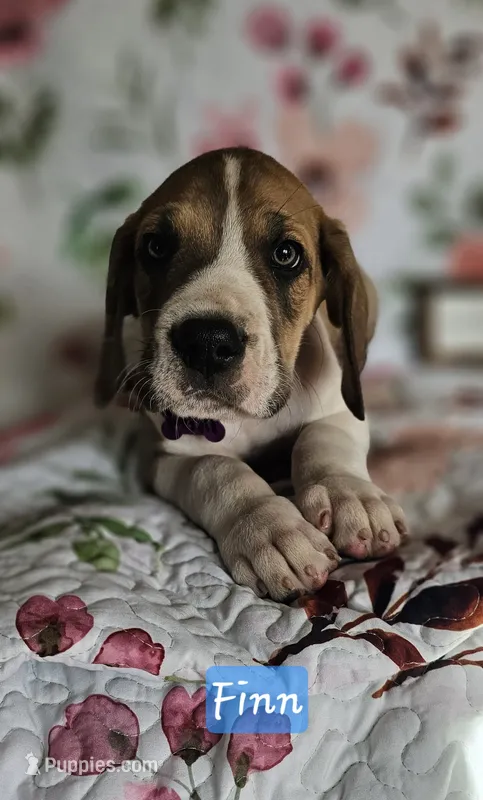 Finn - male  – Great Dane puppy for sale in Brainerd, MN