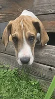 Finn - male , a male Great Dane for sale in Brainerd, MN – 2 of 10