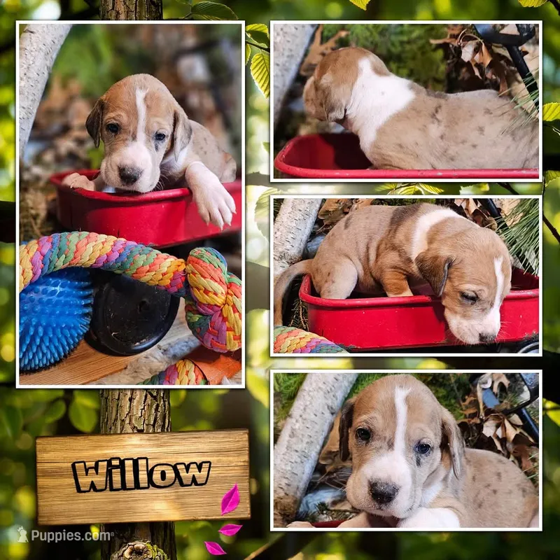 Willow - female – Great Dane puppy for sale in Brainerd, MN