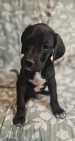 Walnut - female, a female Great Anglo-Francais White and Orange Hound for sale in Brainerd, MN – 3 of 10