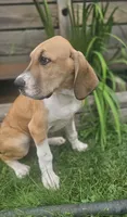 Arthur - male , a male Great Dane for sale in Brainerd, MN – 5 of 10