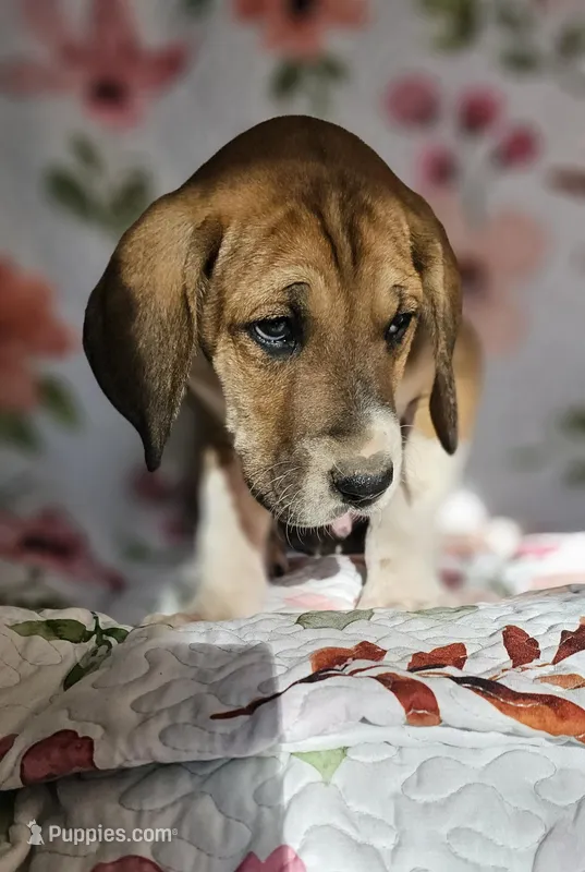 Arthur - male  – Great Dane puppy for sale in Brainerd, MN