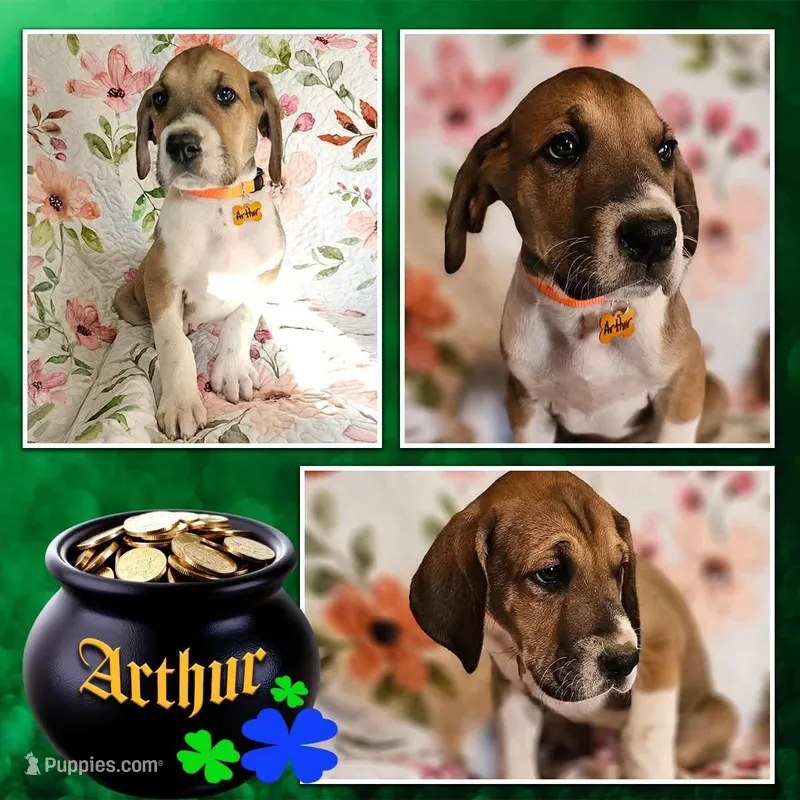Arthur - male  – Great Dane puppy for sale in Brainerd, MN