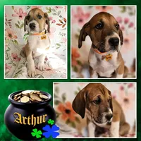 Arthur - male , a male Great Dane for sale in Brainerd, MN – 7 of 10