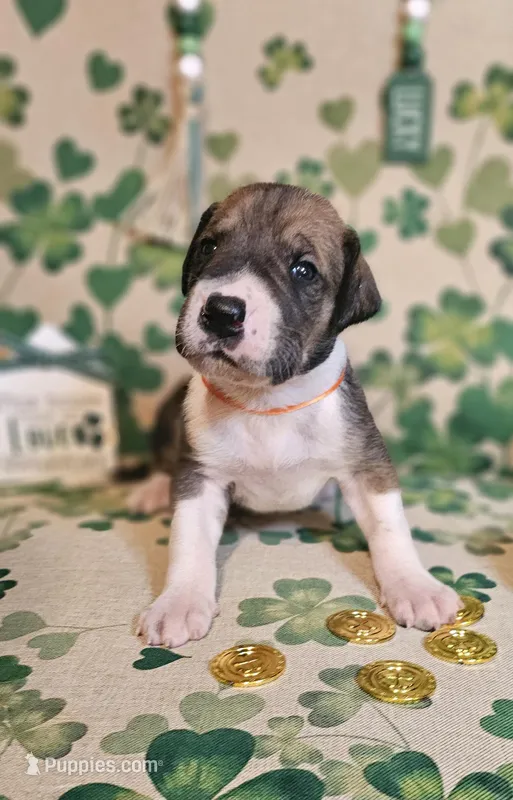 Arthur – Great Dane puppy for sale in Brainerd, MN