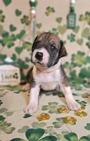 Arthur, a male Great Dane for sale in Brainerd, MN – Photo 1 of 9