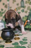 Arthur, a male Great Dane for sale in Brainerd, MN – Photo 4 of 9