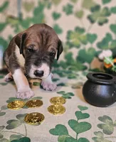 Arthur, a male Great Dane for sale in Brainerd, MN – Photo 2 of 9