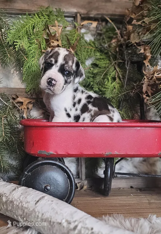 Oak - male – Great Dane puppy for sale in Brainerd, MN