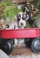 Oak - male, a male Great Dane for sale in Brainerd, MN – Photo 5 of 9