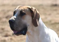 Oak - male, a male Great Dane for sale in Brainerd, MN – Photo 8 of 9