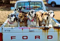 Oak - male, a male Great Dane for sale in Brainerd, MN – Photo 7 of 9