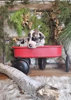 Oak - male, a male Great Dane for sale in Brainerd, MN – Photo 2 of 9