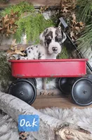 Oak - male, a male Great Dane for sale in Brainerd, MN – Photo 6 of 9