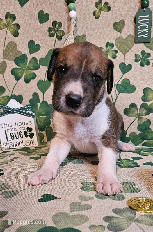 Goldie  – Great Dane puppy for sale in Brainerd, MN