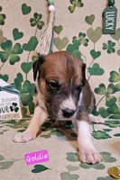 Goldie , a female Great Dane for sale in Brainerd, MN – Photo 2 of 9