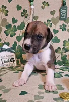 Goldie , a female Great Dane for sale in Brainerd, MN – Photo 3 of 9