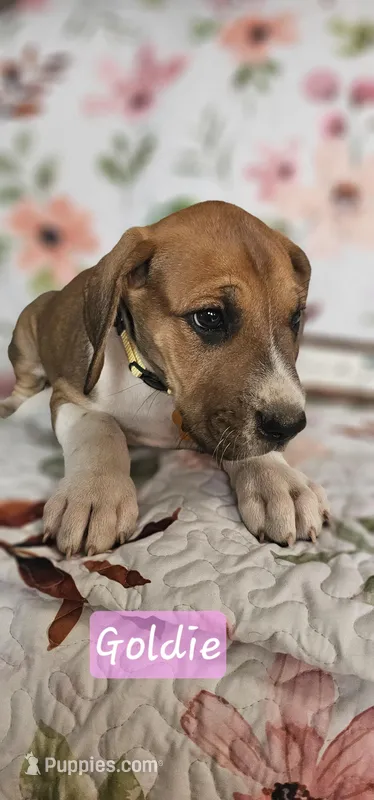 Goldie - female – Great Dane puppy for sale in Brainerd, MN