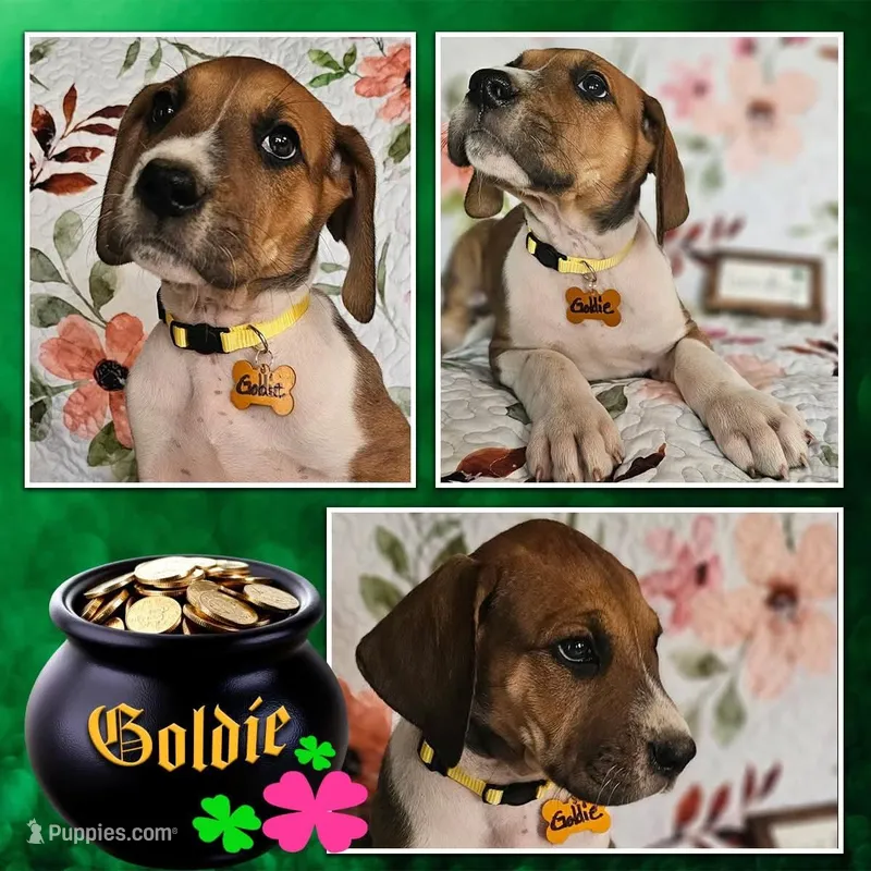 Goldie - female – Great Dane puppy for sale in Brainerd, MN