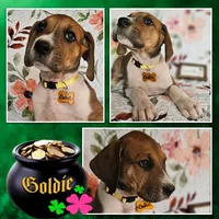 Goldie - female, a female Great Dane for sale in Brainerd, MN – 9 of 10