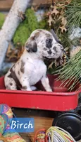 Birch - male, a male Great Dane for sale in Brainerd, MN – Photo 8 of 10