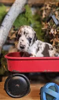 Birch - male, a male Great Dane for sale in Brainerd, MN – Photo 2 of 10