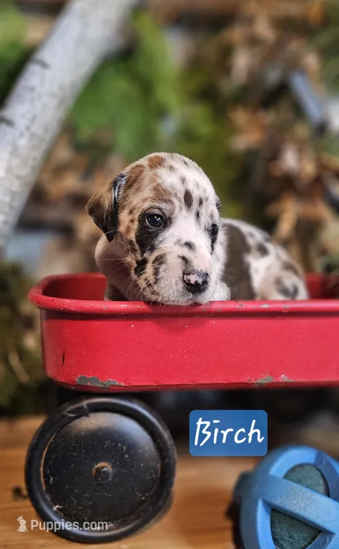 Birch - male – Great Dane puppy for sale in Brainerd, MN