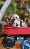 Birch - male, a male Great Dane for sale in Brainerd, MN – Photo 1 of 10