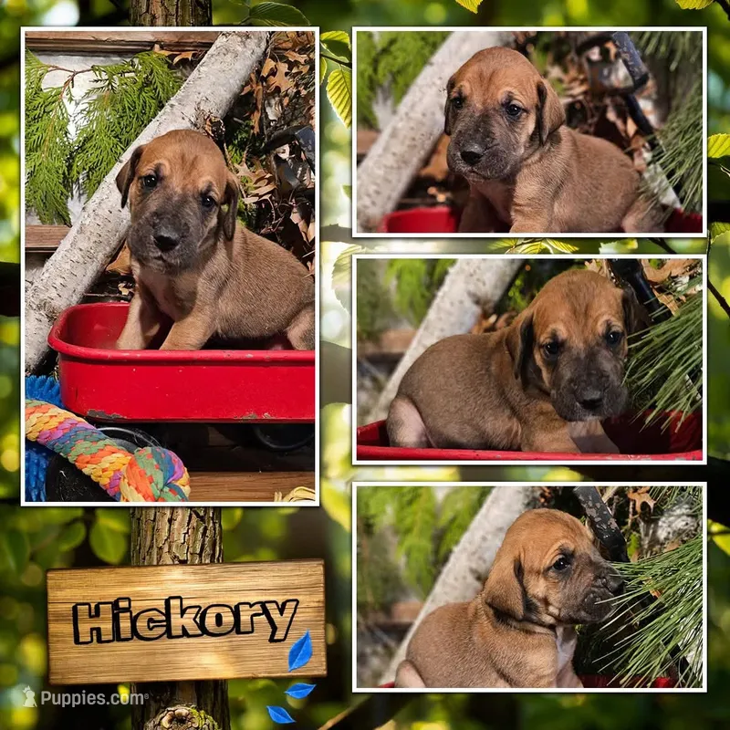 Hickory - male – Great Dane puppy for sale in Brainerd, MN