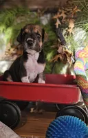 Cedar - male, a male Great Dane for sale in Brainerd, MN – Photo 6 of 10