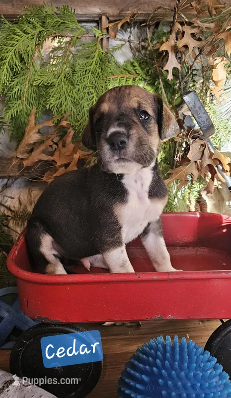 Cedar - male – Great Dane puppy for sale in Brainerd, MN