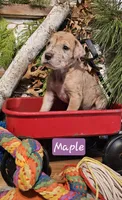 Maple - female, a female Great Dane for sale in Brainerd, MN – Photo 8 of 10