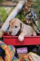 Maple - female, a female Great Dane for sale in Brainerd, MN – Photo 1 of 10