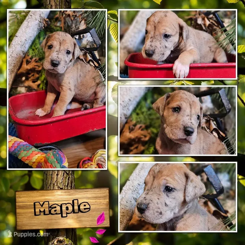 Maple - female – Great Dane puppy for sale in Brainerd, MN
