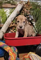 Maple - female, a female Great Dane for sale in Brainerd, MN – Photo 7 of 10