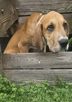 Horseshoe - female, a female Great Dane for sale in Brainerd, MN – 1 of 10