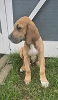 Hickory - male, a male Great Dane for sale in Brainerd, MN – 6 of 10