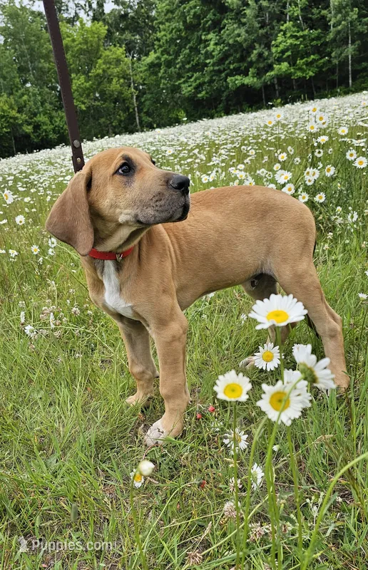Hickory - male – Great Dane puppy for sale in Brainerd, MN
