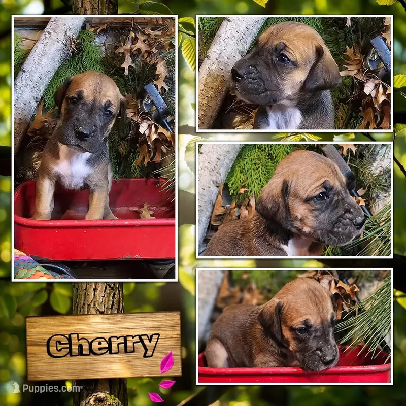 Cherry - female – Great Dane puppy for sale in Brainerd, MN