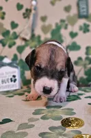 Patrick, a male Great Dane for sale in Brainerd, MN – Photo 4 of 8