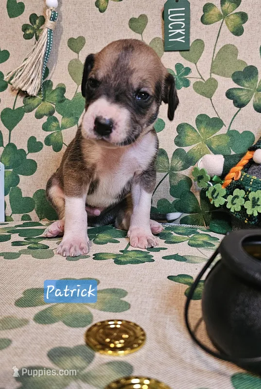 Patrick – Great Dane puppy for sale in Brainerd, MN